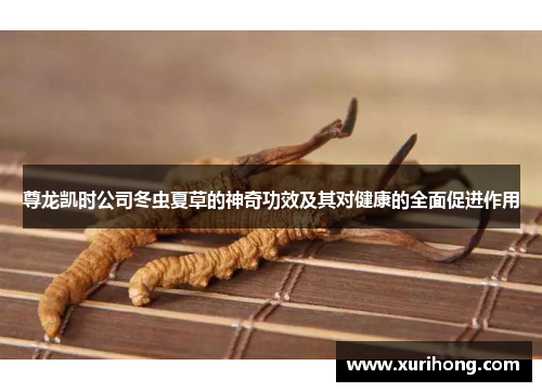 尊龙凯时公司冬虫夏草的神奇功效及其对健康的全面促进作用